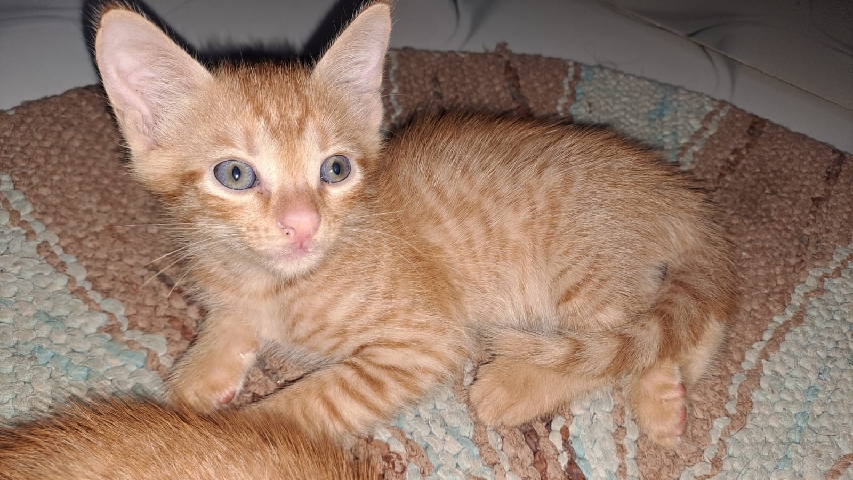 Persian (Traditional) – parsian cat