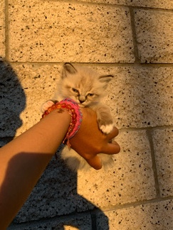 Ragdoll – sasuke needs a new home