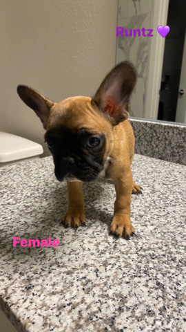 French Bulldog – for sale