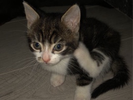 Kitten – Brierley Hill