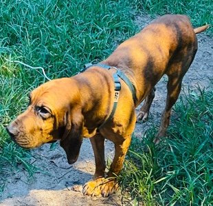 Full breed Blood Hound