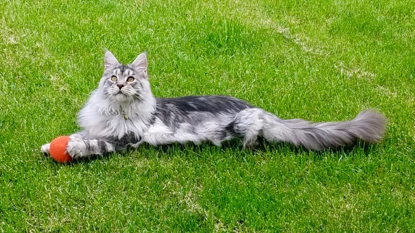 Maine Coon – Mainecoon pure bread male