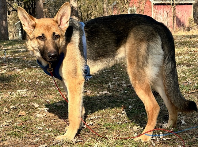 German Shepherd – female german shepherd puppy