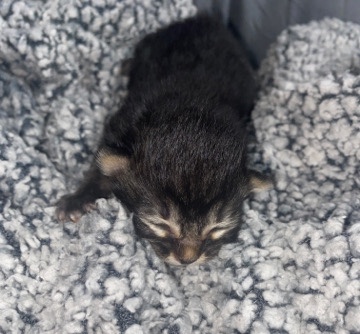 American Curl – American Curl Kitten