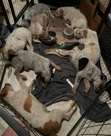 Australian Cattle Dog – Blue & Red Heeler Puppies