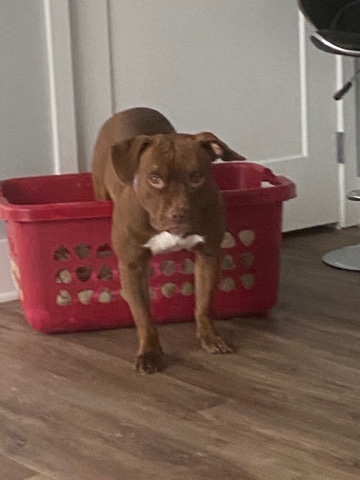 American Pit Bull Terrier – selling Hazel