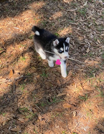 Siberian Husky – Siberian husky