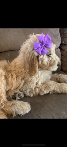 F1B Goldendoodle