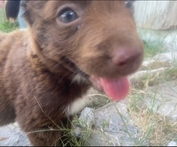 Australian Cattle Dog – 2 month old female puppy