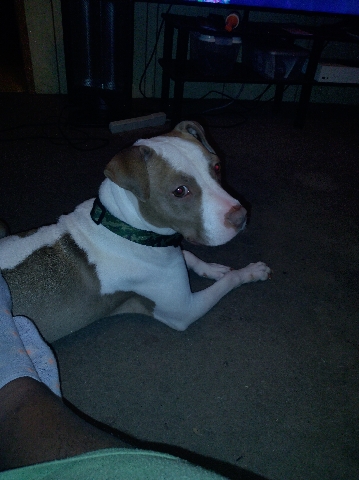 American Pit Bull Terrier – sell my dog