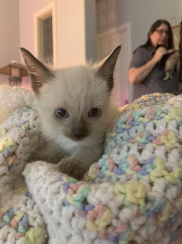 litter of 7 kittens