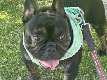 French Bulldog – French Bulldog for sale – Chula Vista