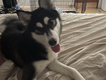 Siberian Husky – SIBERIAN HUSKY – Compton