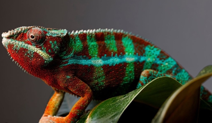 chameleon – panther chameleon