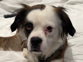 Boxer – Elvis, boxer mix with Saint Bernard – Montrose