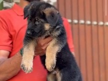 German Shepherd – German Shepherd Puppy for Sale | Healthy | Vaccination Ongoing| With Papers & Vaccination – New Delhi