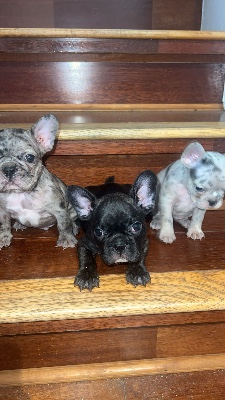 French Bulldog - French bulldog Puppies Available available for adoption in Dallas