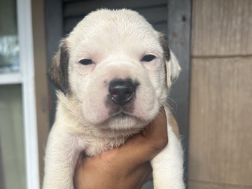 American Pit Bull Terrier – American pitbull terrier – Allendale