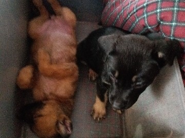 German Shepherd – German Shepard pitbull mix puppies – Whittier