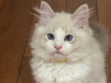Ragdoll – Ragdoll kitten rehoming – Rockville