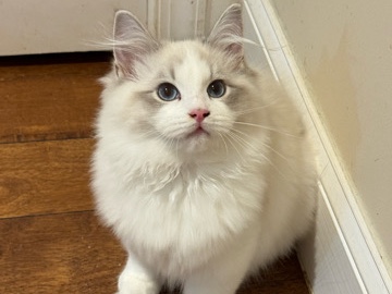 Ragdoll – Ragdoll kitten rehoming – Washington