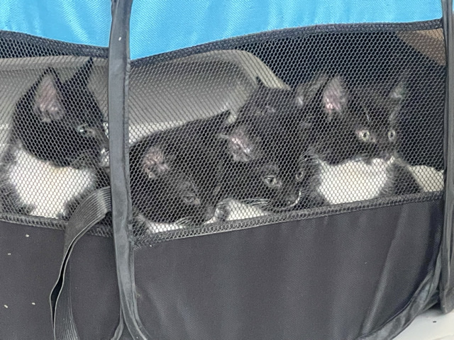 Bombay – cute kittens – Birmingham