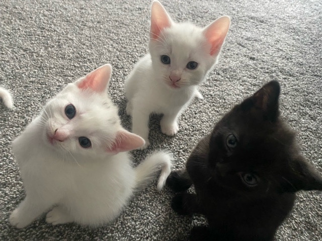 gorgeous kittens – Stourbridge