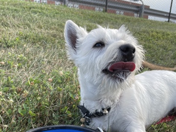 West Highland White Terrier – West Highland Terrier (Westie) – 6 Years Old – Looking for a Loving Forever Home – Gainesville