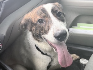 Basset Artésien Normand – Teddy – Jeffersontown