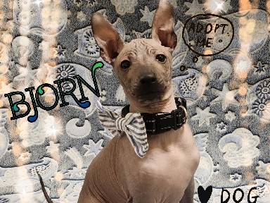 Mexican Hairless Dog – Xoloitzcuintle puppy "Bjorn" – Roseville