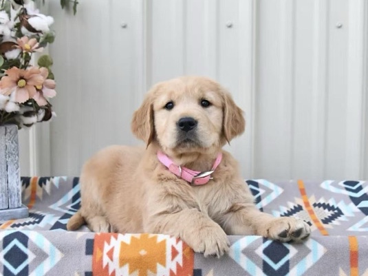 Golden Retriever – Adorable Golden Retriever Puppy for Sale – 10 Weeks Old in Saugus – 莫尔登