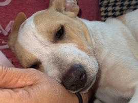 American Pit Bull Terrier – Sweet, Quiet & Playful White Dog Looking for a Loving Home 🤍💛 – Des Moines