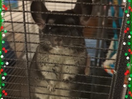 Chinchilla – Coco