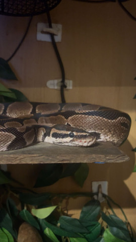 Male Royal Python