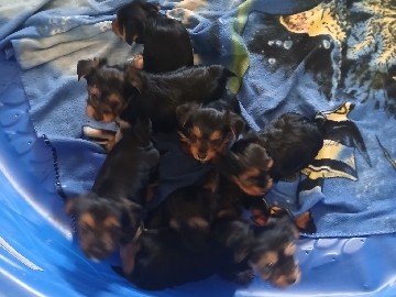 Yorkshire Terrier – Need a good Home – Barstow
