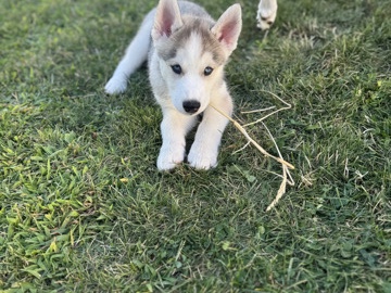 Siberian Husky – Husky Pups – Bourbonnais