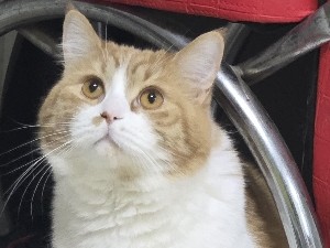 British Shorthair – British short-hair Male – Dubai