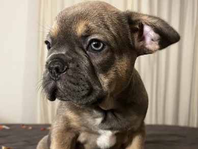 French Bulldog – bouledogue français – Noisy-le-Grand
