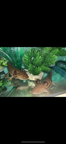 x3 Axolotls to rehome (free)