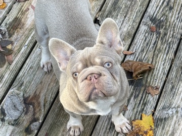 French Bulldog – Sunset” Newshade Isabella Bigrope female – Charlotte