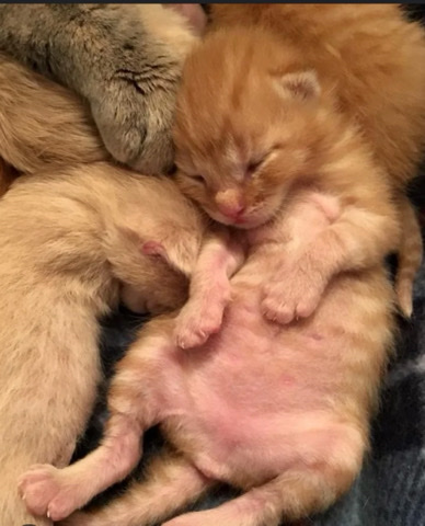 kittens