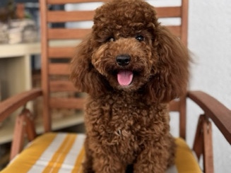 Poodle – Toy Pudel red Brown – Франкфурт