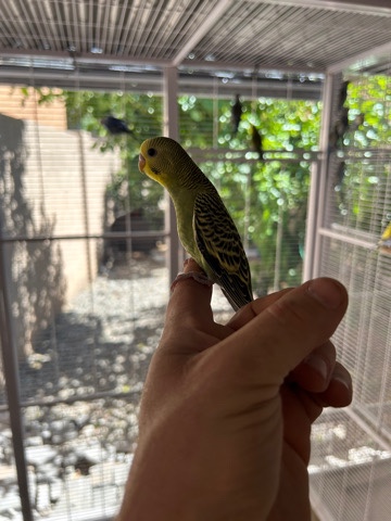 parakeets