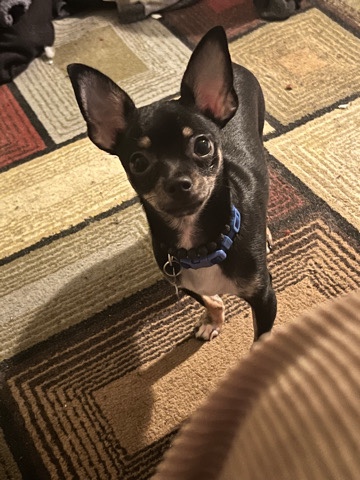 Chihuahua – chihuahua