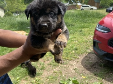 German Shepherd – German Shepherd Puppies – Rock Hill