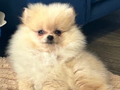 Pomeranian – Pomeranian puppy needs new home – Philadelphia