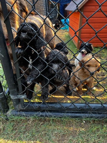 f1b labradoodle puppies