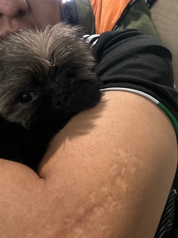Shih Tzu – shih tzu pups