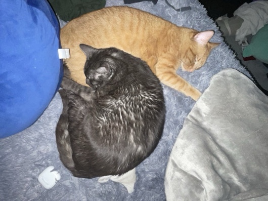 Free cats that need a new loving home💕 – Arlington