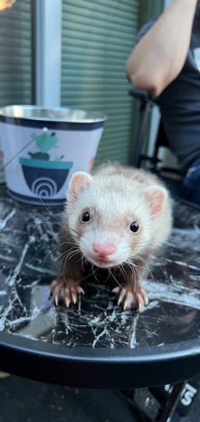 ferret an cage with supplies